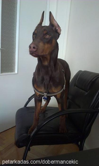 Çekiç Erkek Doberman Pinscher