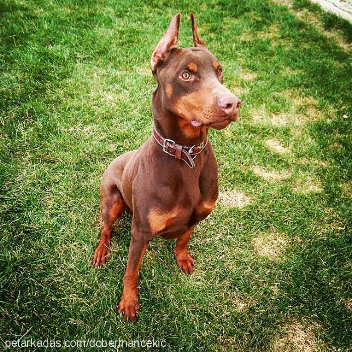 Çekiç Erkek Doberman Pinscher