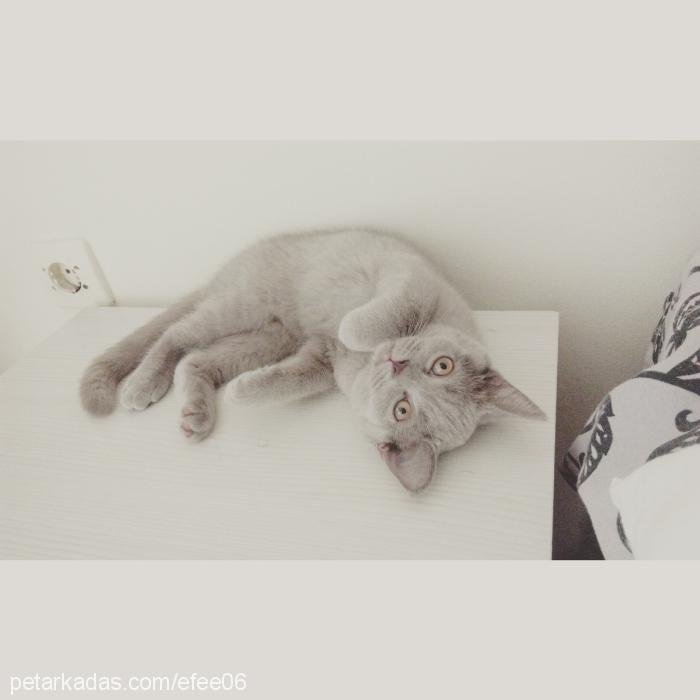 florya Dişi British Shorthair