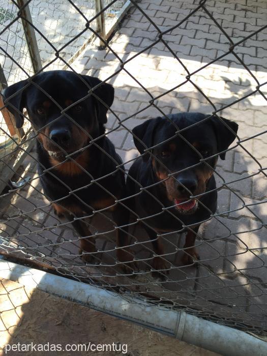 karakız Dişi Rottweiler