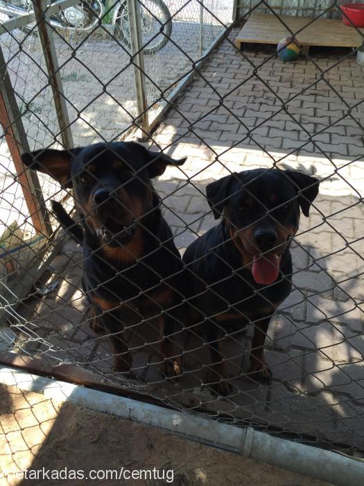 karakız Dişi Rottweiler