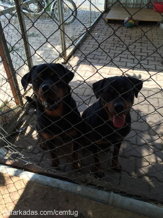 karakız Dişi Rottweiler