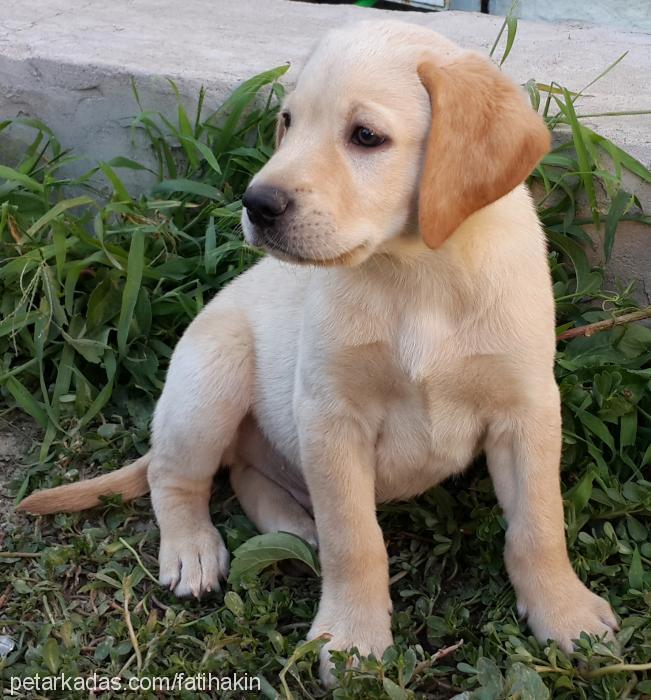 max Erkek Labrador Retriever