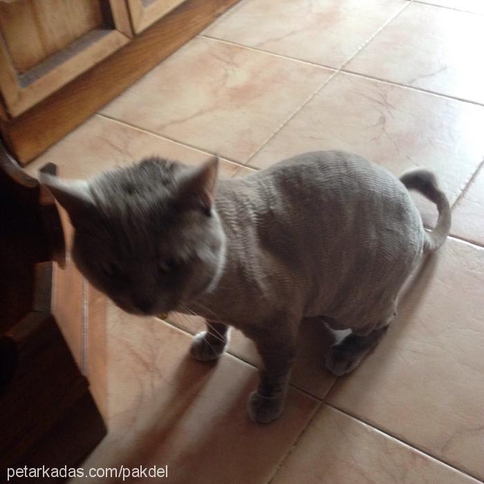 paşa Erkek British Shorthair