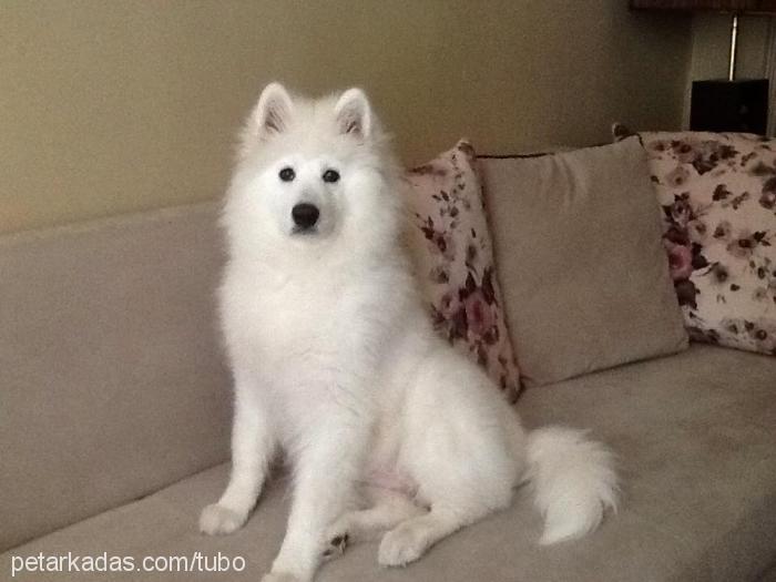 köpük Dişi Samoyed