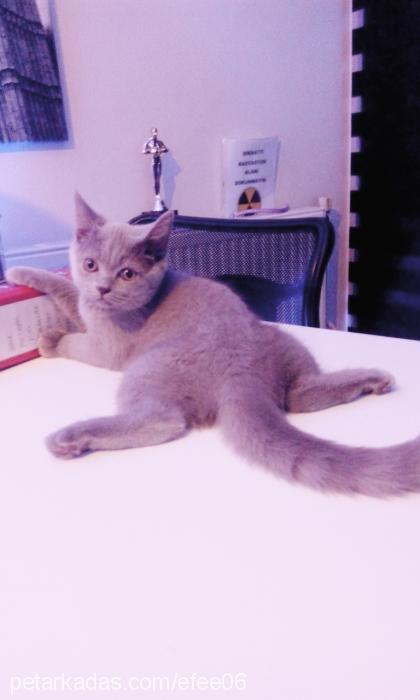 florya Dişi British Shorthair