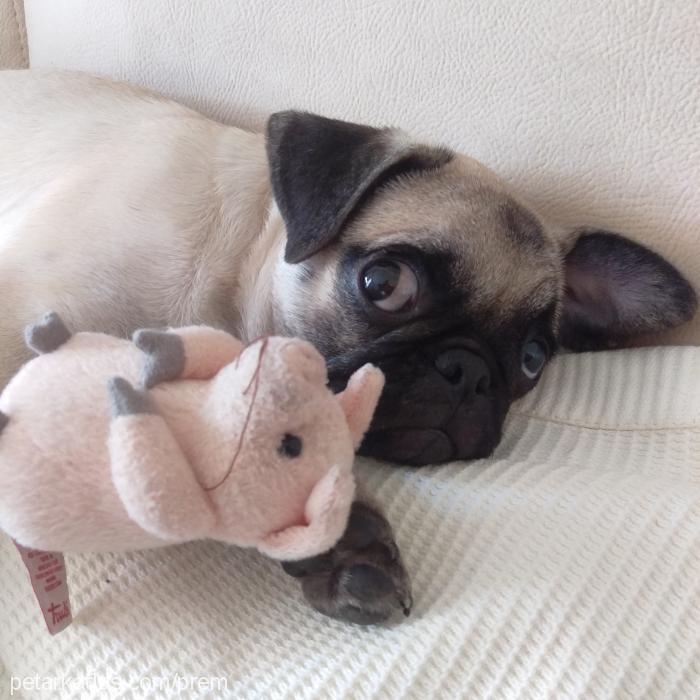 bitsy Dişi Pug