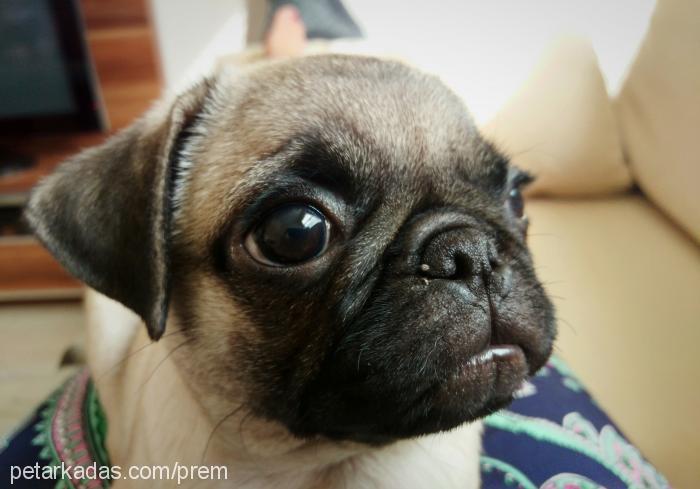 bitsy Dişi Pug