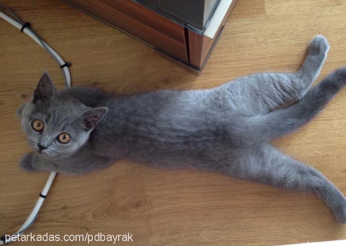 gÜmÜŞ Erkek British Shorthair