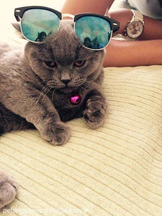 mia Dişi British Shorthair