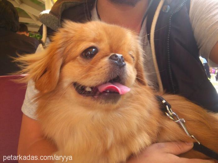 maya Dişi Pekingese