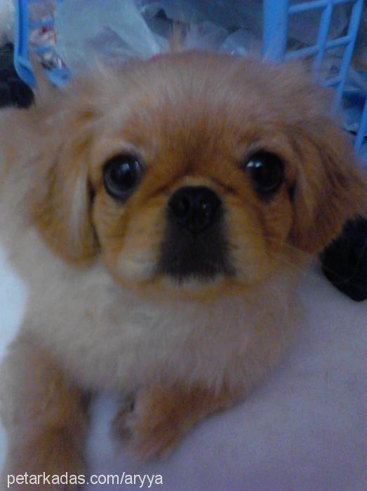 maya Dişi Pekingese