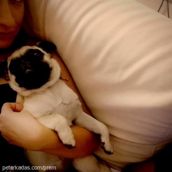 bitsy Dişi Pug