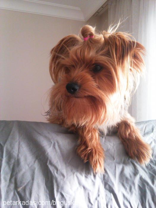 paşa Erkek Yorkshire Terrier