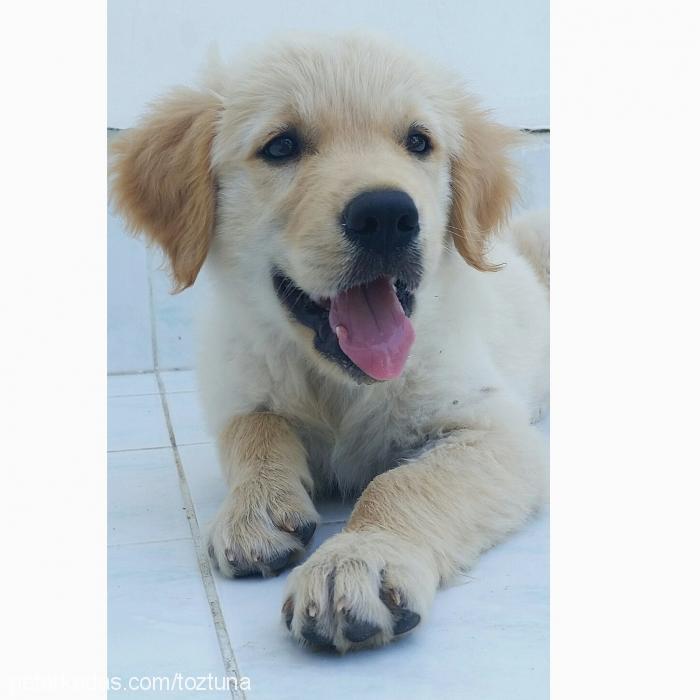 keşkül Erkek Golden Retriever