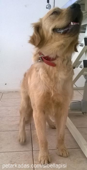 antalya Erkek Golden Retriever