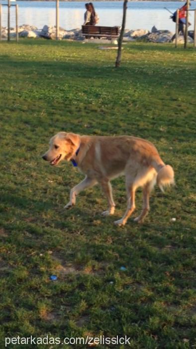 bal Erkek Golden Retriever