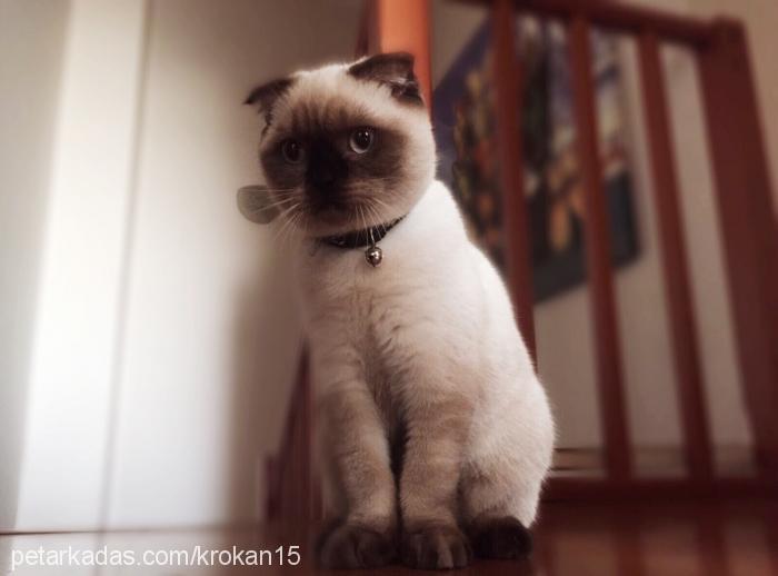 krokan Dişi Scottish Fold