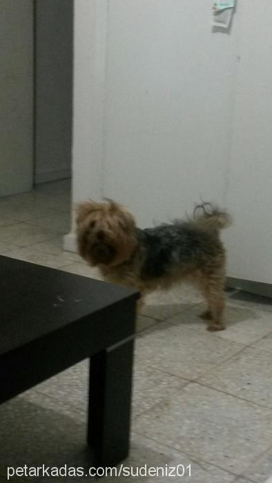 Çakıl Dişi Yorkshire Terrier