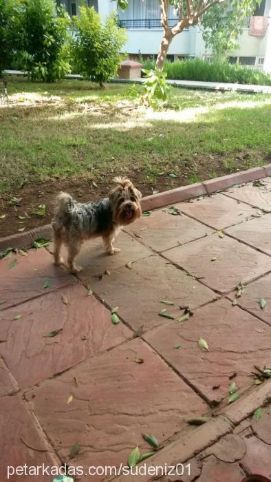 Çakıl Dişi Yorkshire Terrier