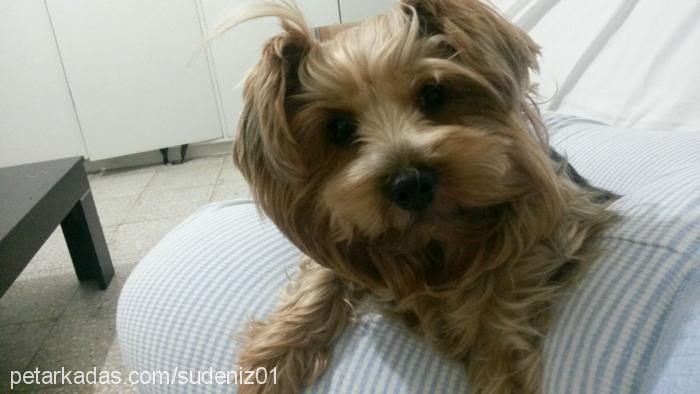 Çakıl Dişi Yorkshire Terrier