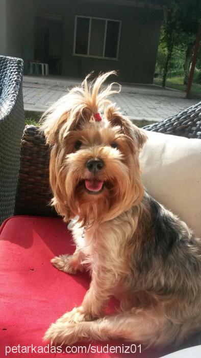 Çakıl Dişi Yorkshire Terrier