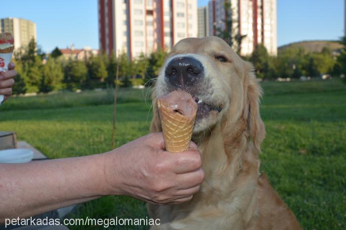 punk Erkek Golden Retriever