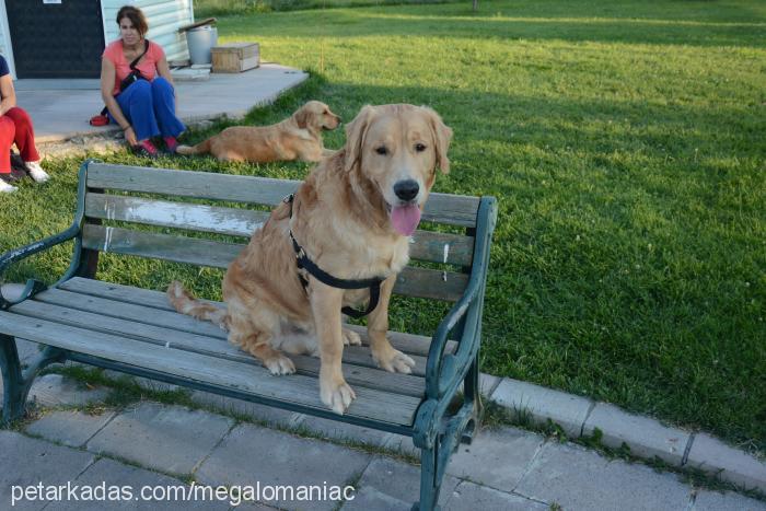 punk Erkek Golden Retriever