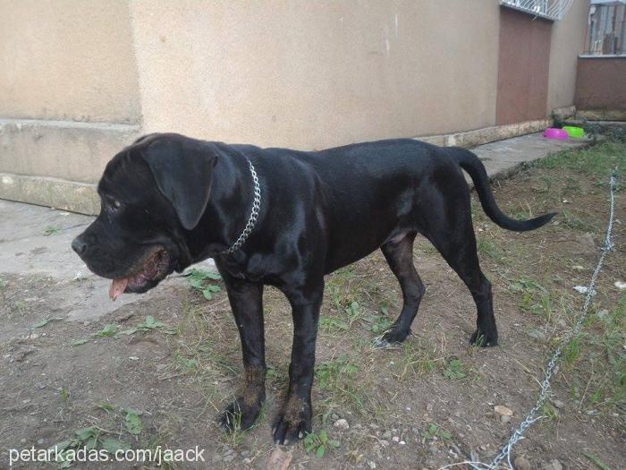 jack Erkek Cane Corso Italiano