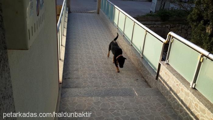 maya Dişi Rottweiler