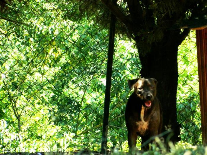 daisy Dişi Amerikan Pitbull Terrier