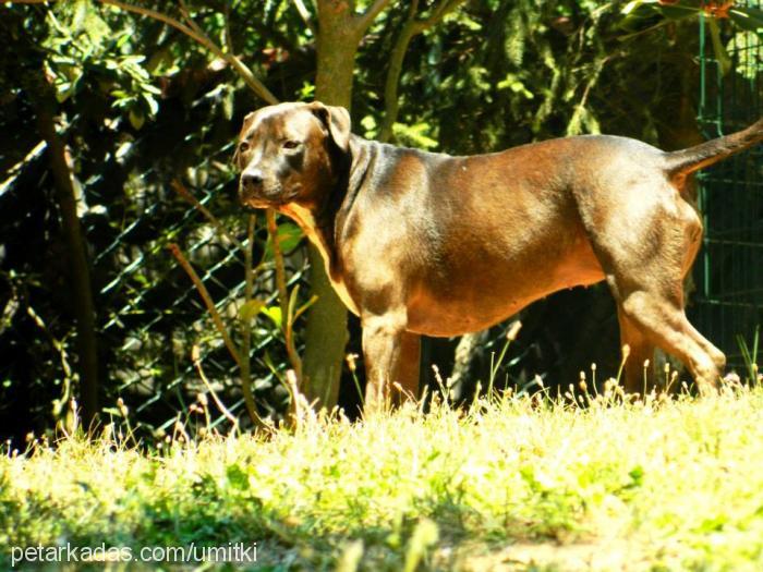 daisy Dişi Amerikan Pitbull Terrier