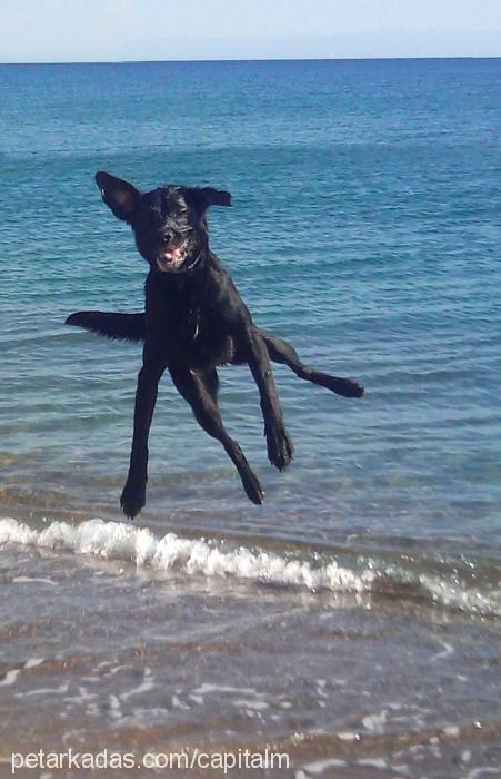 kömür Dişi Labrador Retriever