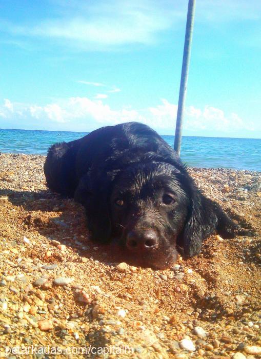 kömür Dişi Labrador Retriever