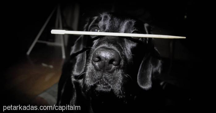 kömür Dişi Labrador Retriever