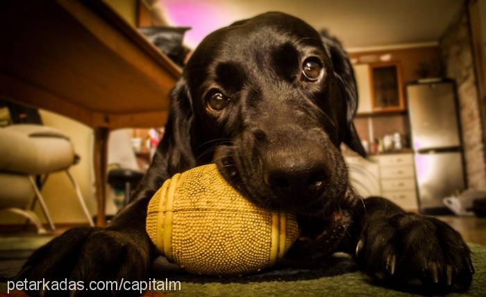 kömür Dişi Labrador Retriever