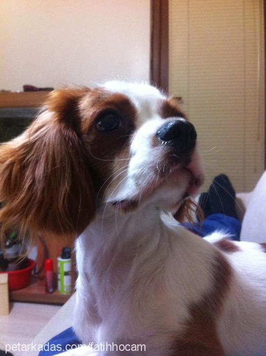 kepçük Erkek Cavalier King Charles Spanieli