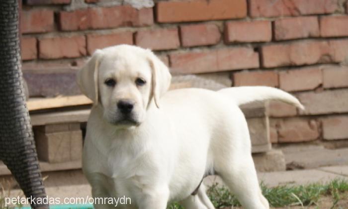 messi Erkek Labrador Retriever