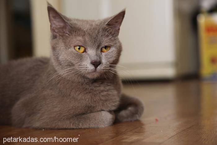 reçel Dişi British Shorthair