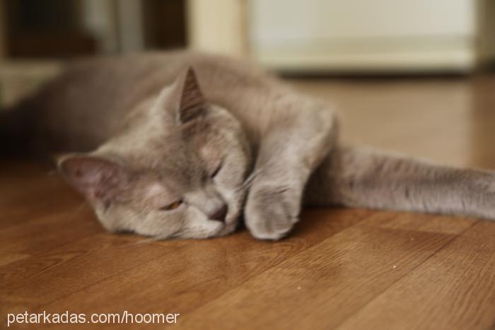 reçel Dişi British Shorthair