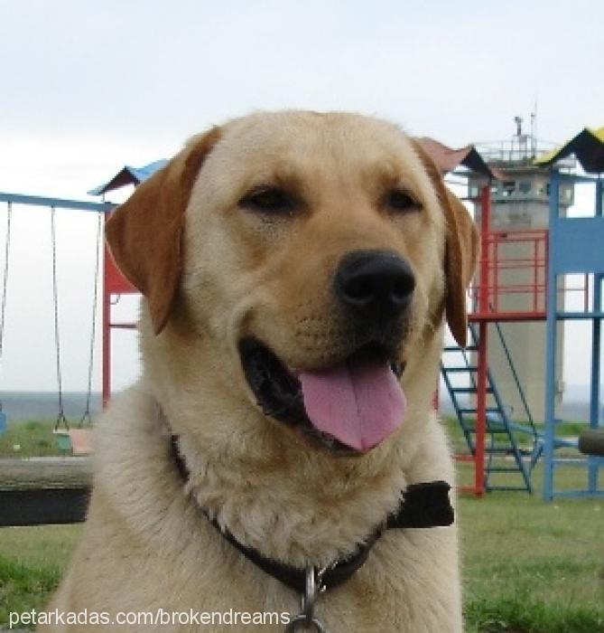 lord Erkek Labrador Retriever