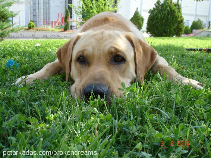 lord Erkek Labrador Retriever