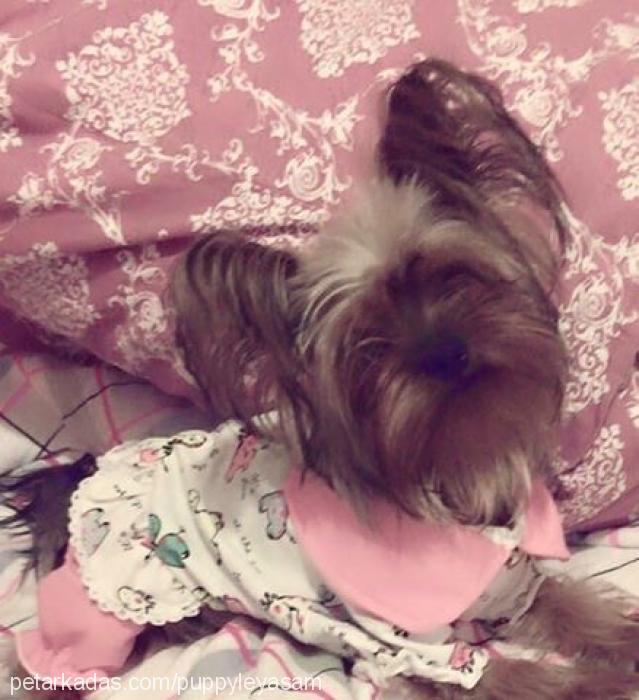 dora Dişi Yorkshire Terrier