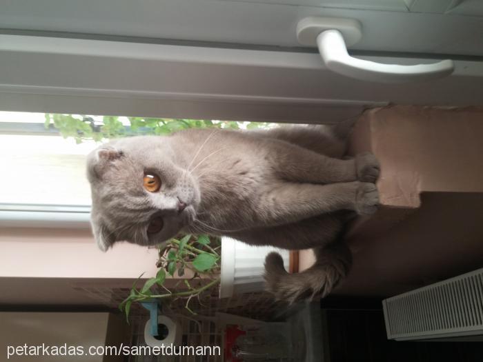 duman Dişi Scottish Fold