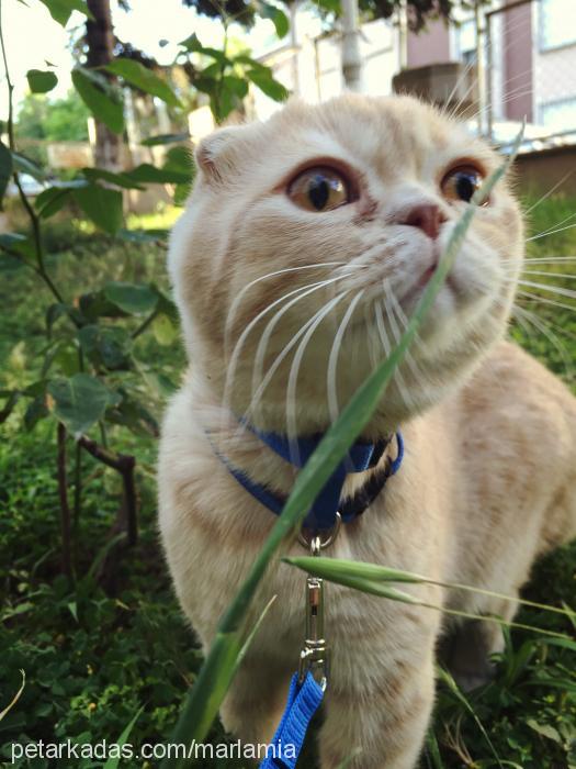 boris Erkek Scottish Fold