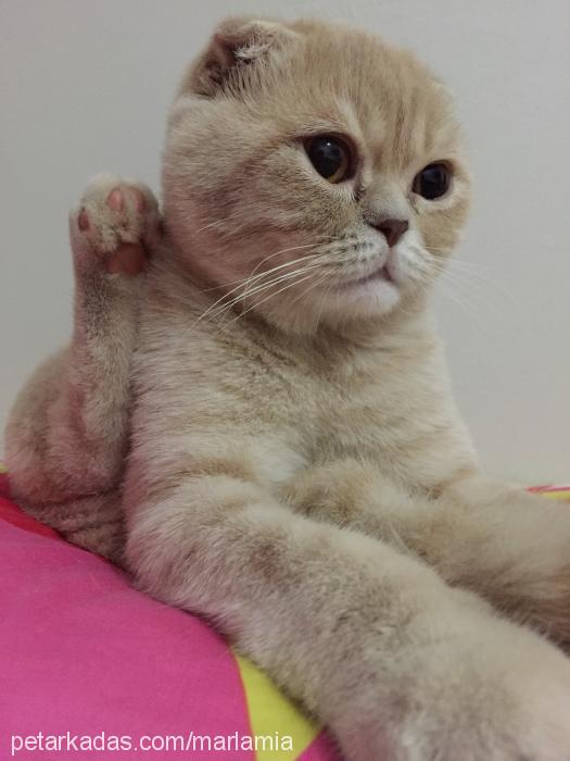 boris Erkek Scottish Fold