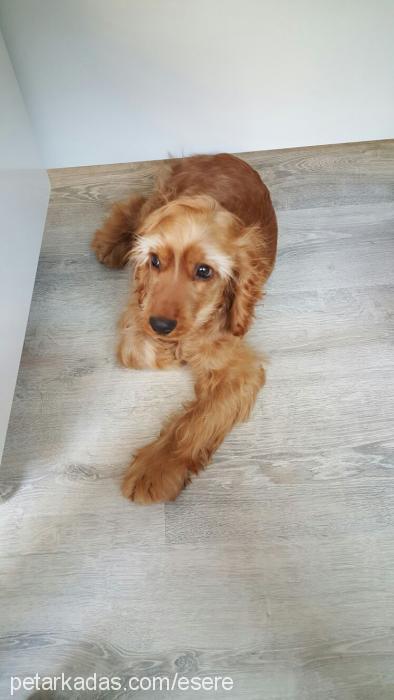 kupa Erkek İngiliz Cocker Spaniel