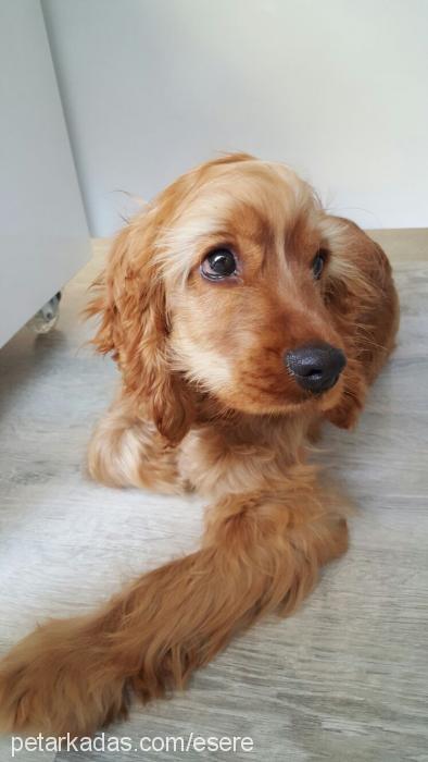 kupa Erkek İngiliz Cocker Spaniel