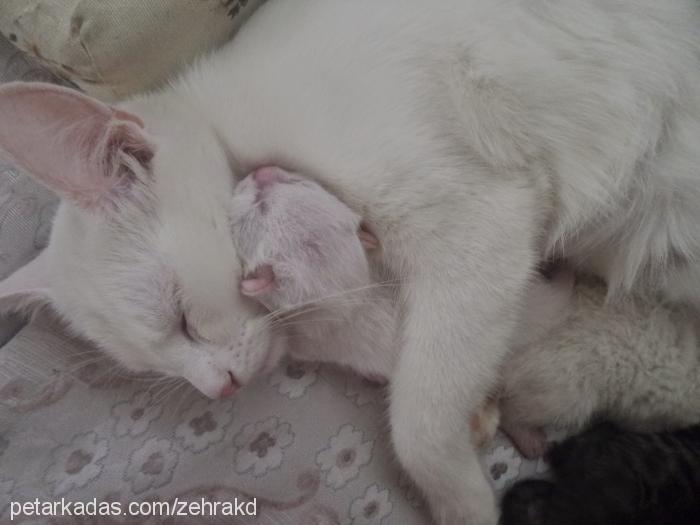 fındık Dişi Ankara Kedisi (Angora)