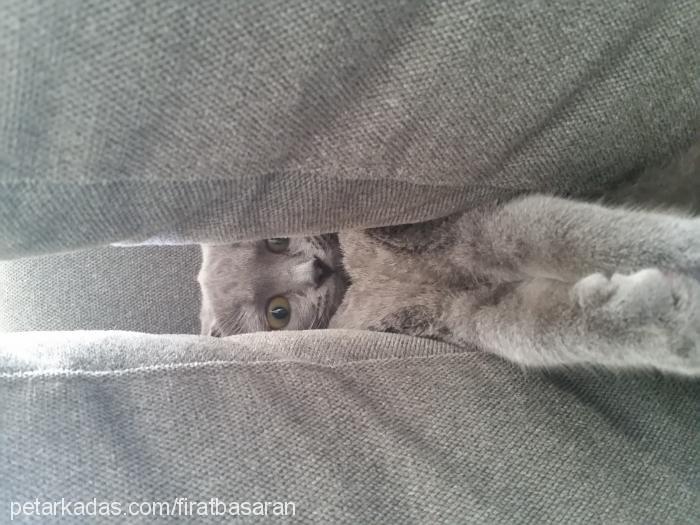 bal Dişi Scottish Fold